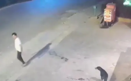 Alleged Dog Lovers Target Innocent Man Jayesh Desai Over Street Dog Incident