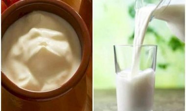 Daily Use Of Milk And Curd Is Associated With The Risk Of High Blood Pressure And Diabetes