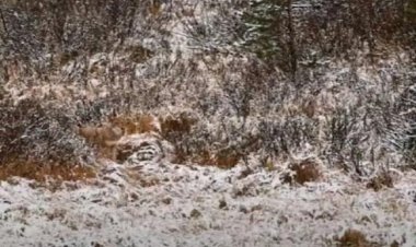 Find Out The Wolf From The Picture Within 18 Seconds, And Test Your Eyesight!