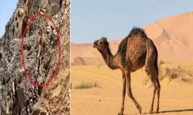 Viral Video: OMG! Must Have Heard - Now The Camel Came Under The Mountain
