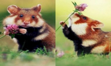 The Wild Hamster Posed To Be Photographed, Watching The Video, People Said - Wow!!