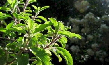 Tulsi Is A Mine Of Properties, Beneficial In Reproductive Diseases