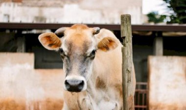 Gehlot Urged 'Lumpi' To Provide Financial Assistance To The Central Government To Save The Cow