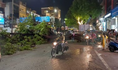 50-year-old tree fell in Jaipur