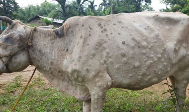 Animal Husbandry Minister said - Do not drink the milk of Lumpy infected animal