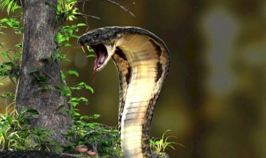 Snakes: Do Some Snakes Even Have Legs? See How This Dangerous Snake Works In The Video!