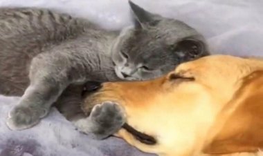 Cat And Dog Friendship Surprised People, And Gave An Example Of Belonging
