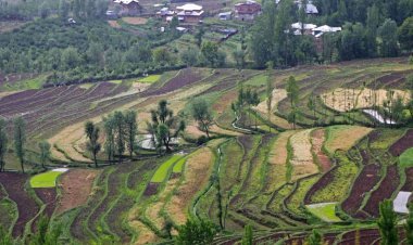 302 acres of land of Kashmiri Pandits occupied: But the real owners are not coming