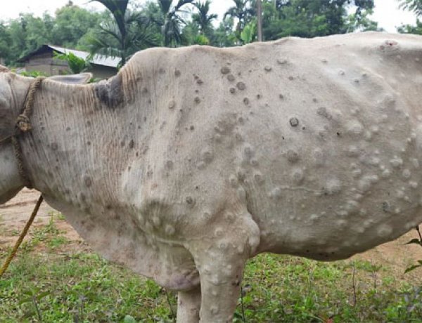 Animal Husbandry Minister said - Do not drink the milk of Lumpy infected animal