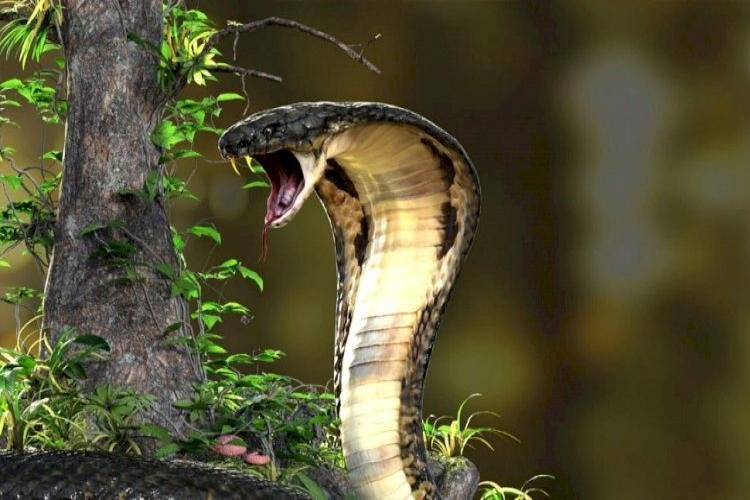 Snakes: Do Some Snakes Even Have Legs? See How This Dangerous Snake Works In The Video!