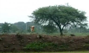 Monkey Walks In 'Ekla Chalo Re' Style, You Will Be Surprised To See The Video