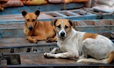 Kerala seeks permission from Supreme Court for dog hunting