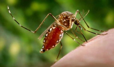 Dengue cases increased as the rain slowed down