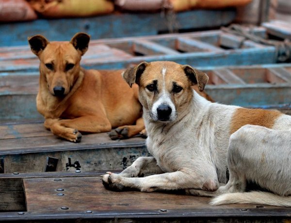 Kerala seeks permission from Supreme Court for dog hunting