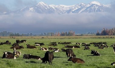 Agriculture tax in New Zealand: Taxes will have to be paid for cow-sheep belching and urine from 2025