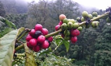 Inhuman treatment of 16 Dalit labourers in Karnataka: accused held hostage for 15 days, beat up