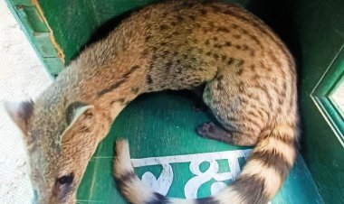 Rare small Indian civet seen for the first time in Jaipur
