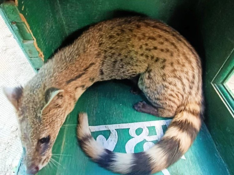 Rare small Indian civet seen for the first time in Jaipur