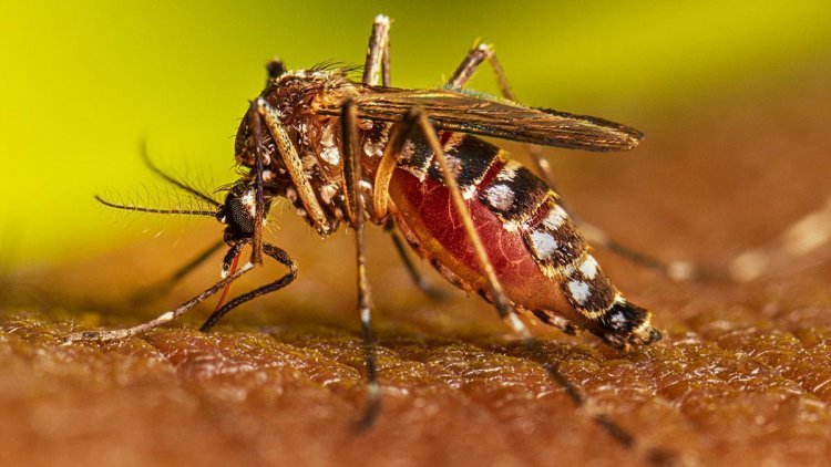 Dengue sting in Rajasthan: 150 people are getting positive every day