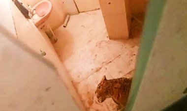 Injured Leopard entered the farmhouse in Jaipur; Employees showed understanding and closed the toilet