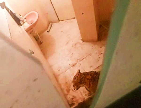 Injured Leopard entered the farmhouse in Jaipur; Employees showed understanding and closed the toilet