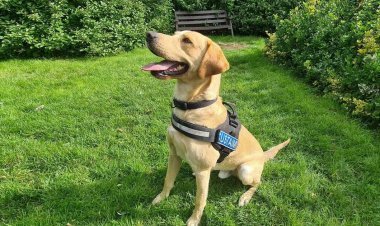 BSF's sniffer dog pregnant in Meghalaya: gave birth to three children, there will be a court of inquiry