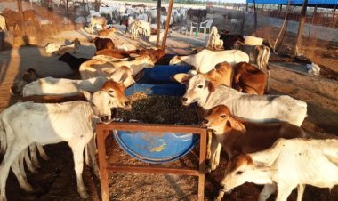 1377 crore to 1500 Gaushalas will be constructed in Rajasthan