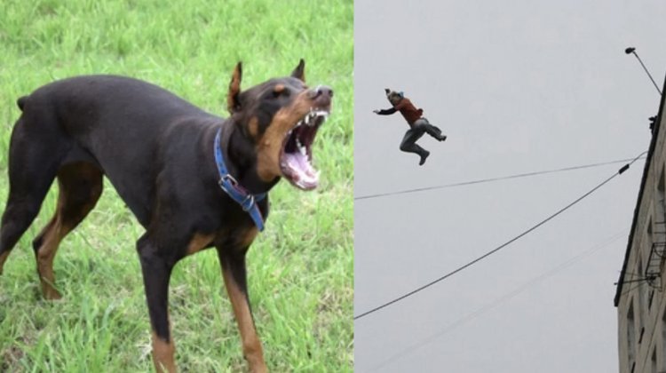 Delivery boy jumped from third floor to escape from dog