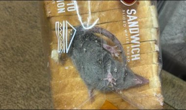 Customer found a rat in a packet of bread: Bread was ordered from Blinkit app