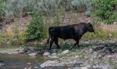 America will send a helicopter to kill 150 cows