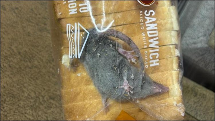 Customer found a rat in a packet of bread: Bread was ordered from Blinkit app