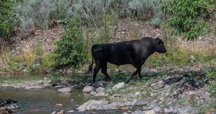 America will send a helicopter to kill 150 cows