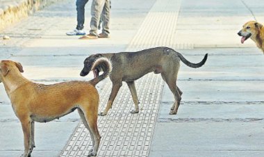Stray dogs attacked a woman in Jaipur: scratched her leg in many places