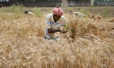 FCI will sell 10.13 lakh tonnes of wheat in the open market