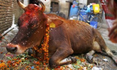 Rajasthan government will make cattle herders travel abroad