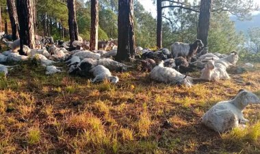 Lightning kills 350 sheep and goats in Uttarakhand: Incident in Bhatwadi block of Uttarkashi