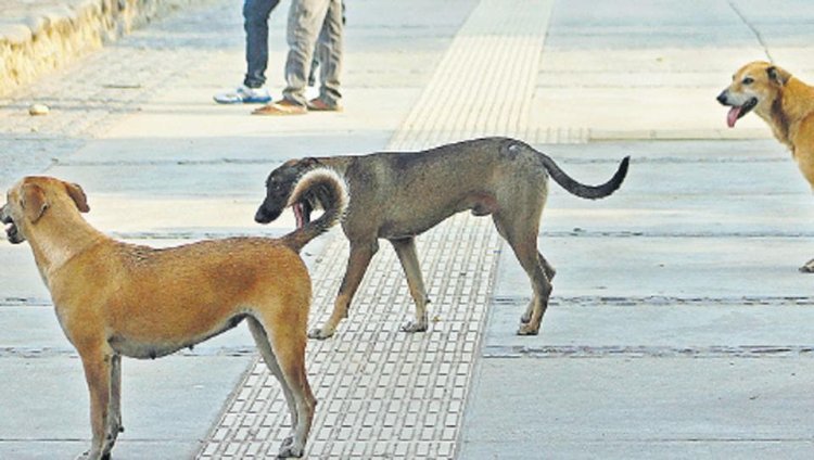 Stray dogs attacked a woman in Jaipur: scratched her leg in many places