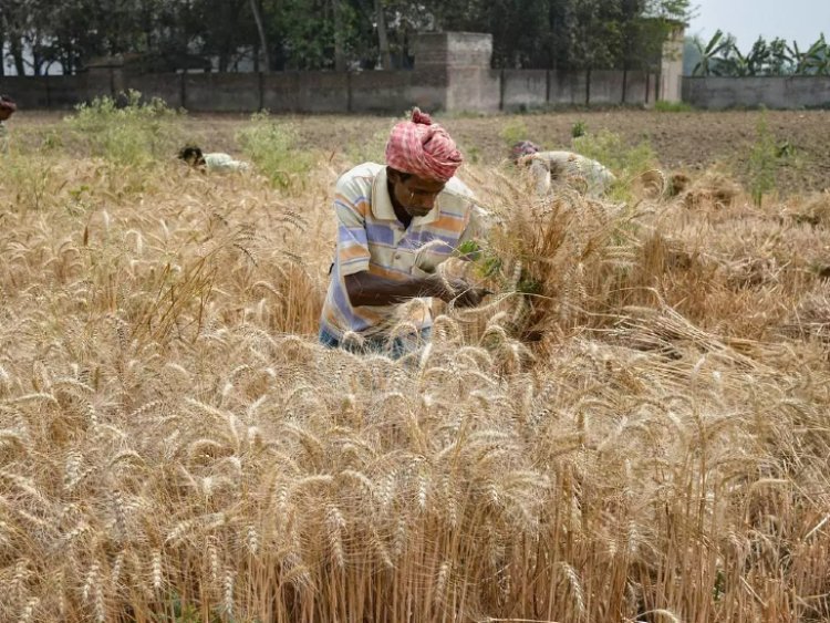 FCI will sell 10.13 lakh tonnes of wheat in the open market