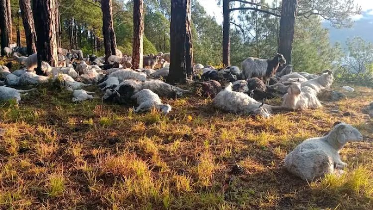 Lightning kills 350 sheep and goats in Uttarakhand: Incident in Bhatwadi block of Uttarkashi