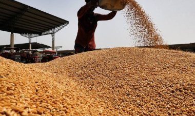 Wheat production in the country will be less due to unseasonal rains: There may be a decrease of 10 to 20 lakh tonnes