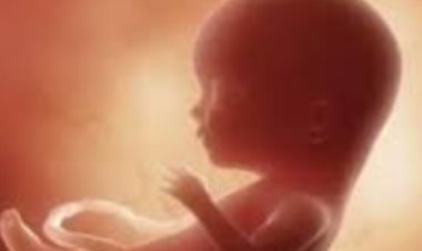 Human fetus found on the roadside in Jaipur: Thrown to hide illegitimate birth, found lying in a pile of garbage