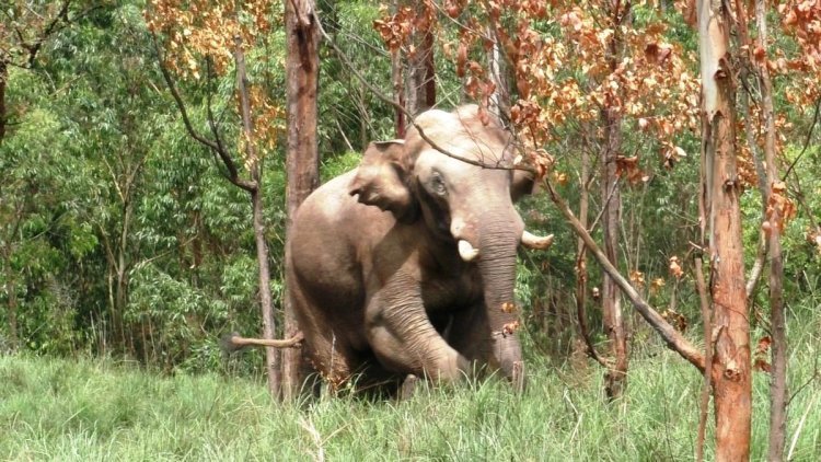 Arikomban tranquilized, a wild rice-eating elephant: used to enter houses and ration shops