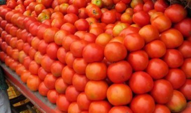 Government is selling tomatoes for Rs 250 per kg for Rs 80, can avail the scheme in these states including Delhi-NCR