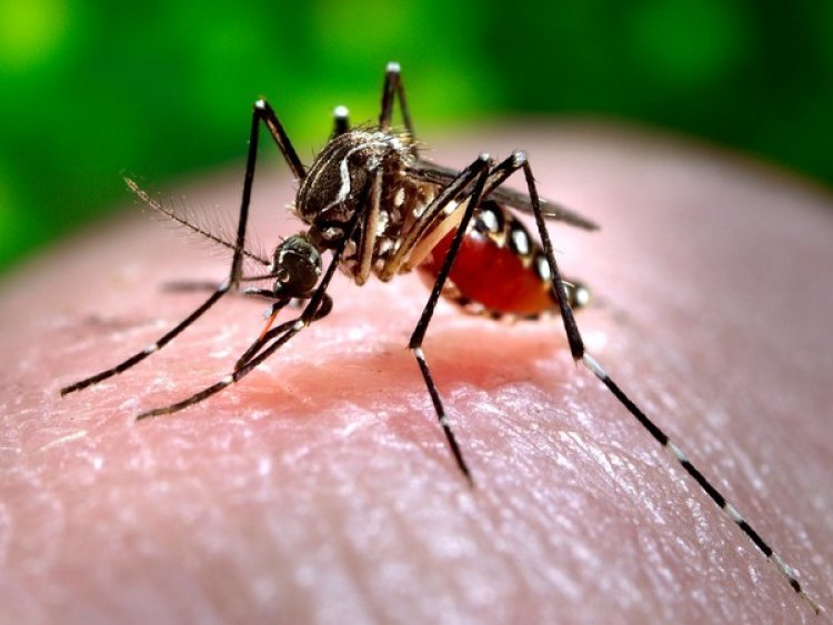 Dengue outbreak in Bangladesh more than 60 thousand cases registered in August