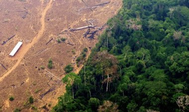 Brazilian government engaged in saving the 'lungs of the earth', deforestation decreased by more than 66% compared to last month