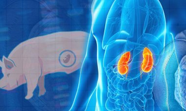 For the first time, there was success in developing human kidney in pigs, researchers made genetic changes in the embryo