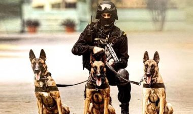 Indian breed dogs will soon be deployed on police duty, Home Ministry issued special order