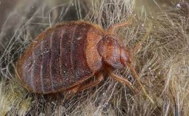 Bedbugs are troubling Paris, need for an emergency meeting; Rapidly increasing cases
