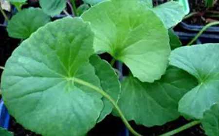 Boosting Bone Strength: 5 Herbal Remedies, from Giloy to Gotu Kola