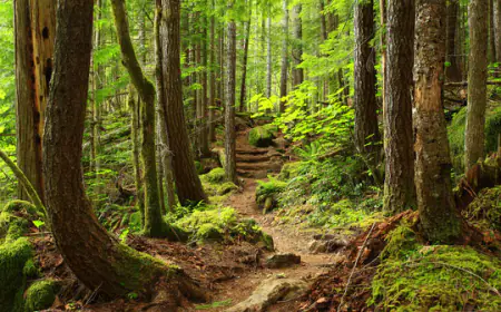 What are the new orders from the Delhi High Court to the Delhi government?